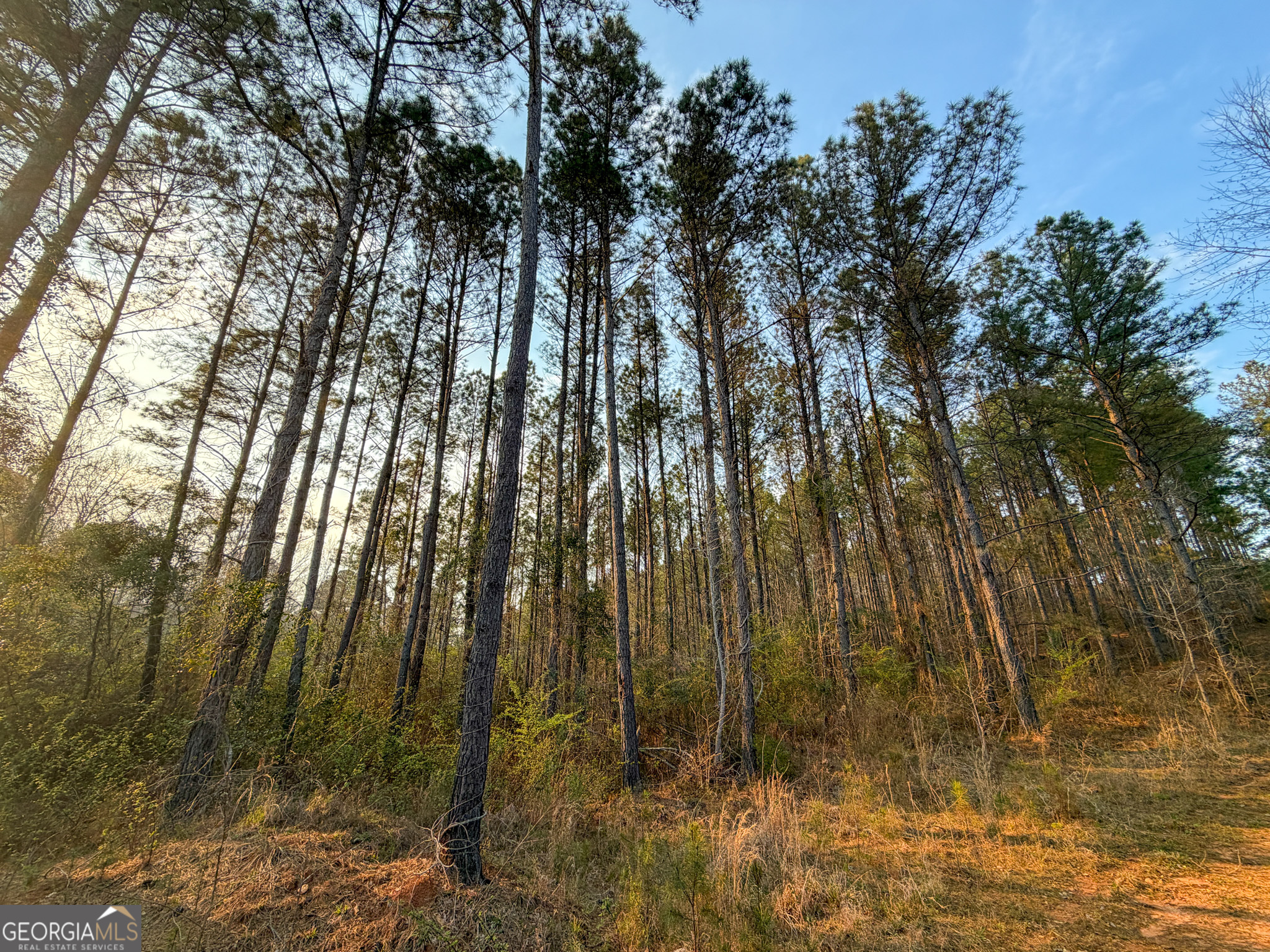 105 Acres On Mccosh Mill Road LaGrange, GA 30240 - Photo 3 of 25 a view of backyard of a house