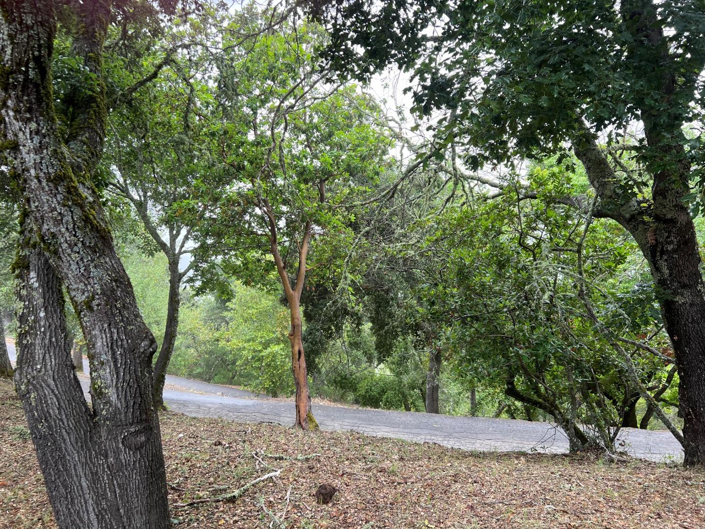 23554 Mountain Charlie Road Los Gatos, CA 95033 - Photo 9 of 11