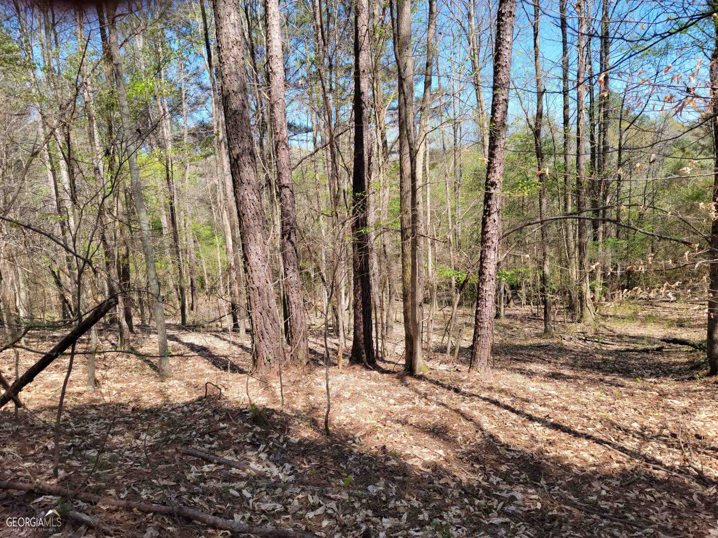 0 Sand Pit Road Summerville, GA 30747 - Photo 7 of 15