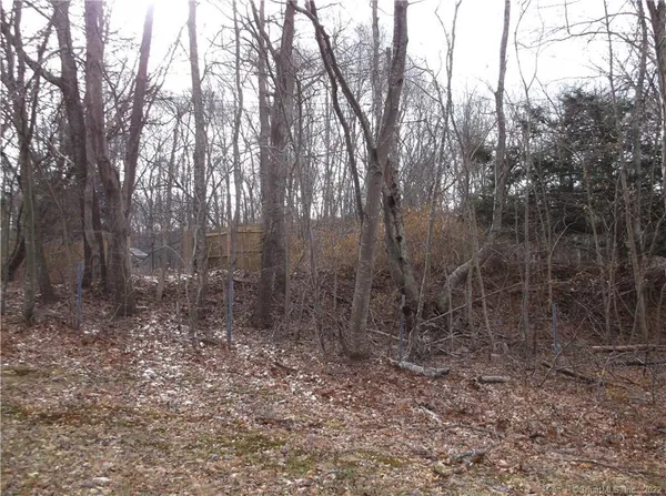a view of forest