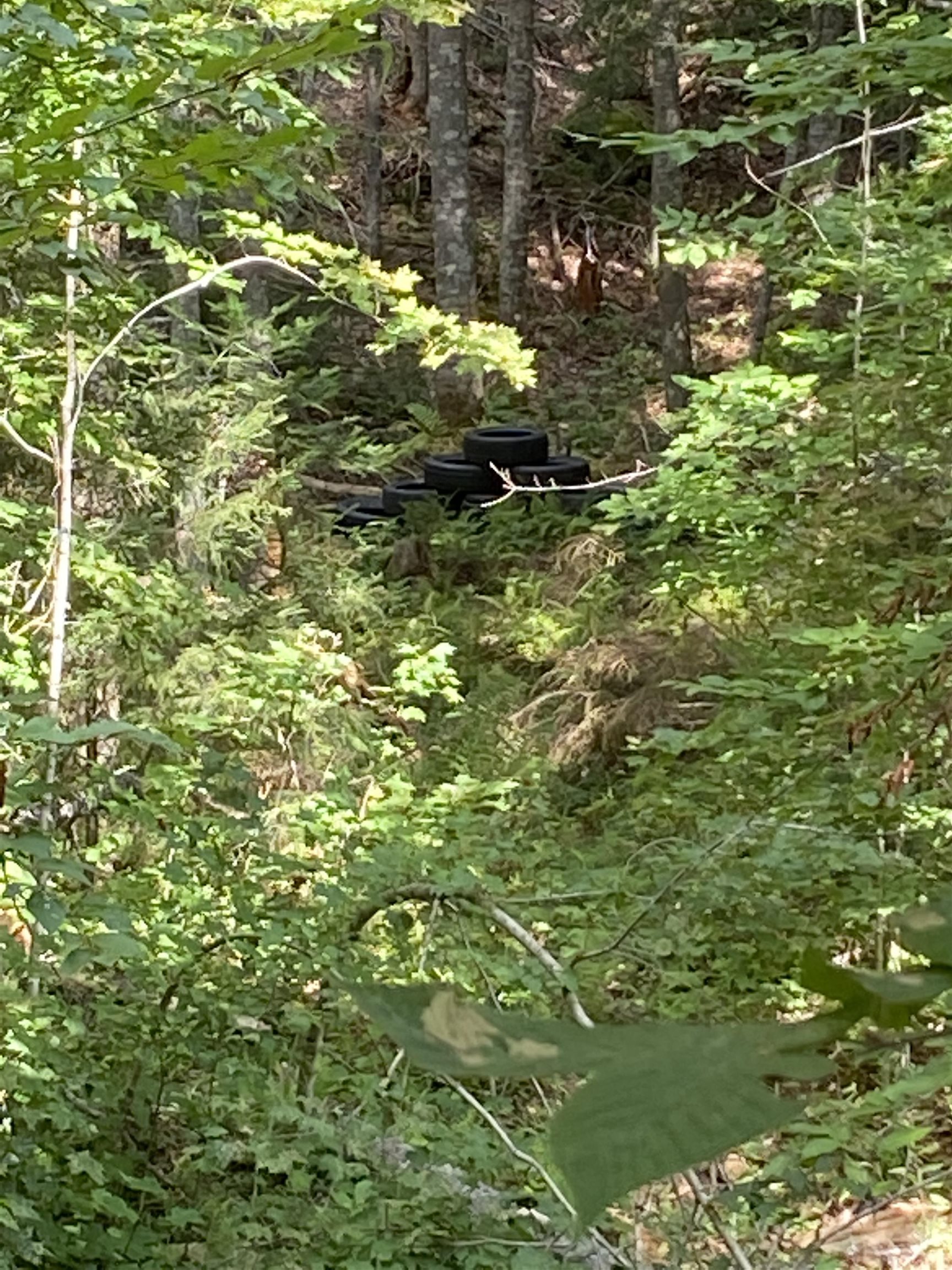 Lot # Jug Brook Road Marshfield, VT 05658 - Photo 6 of 7
