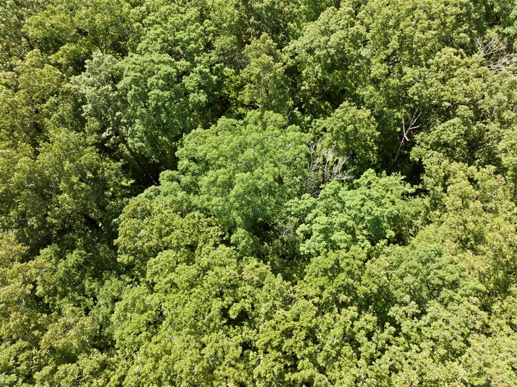 307 Fish Trap Naples, TX 75568 - Photo 2 of 4 a view of a lush green forest