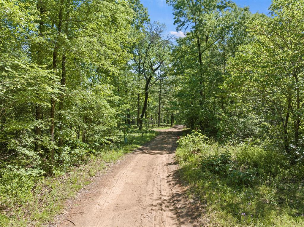 307 Fish Trap Naples, TX 75568 - Photo 3 of 4 a view of a yard with plants and large trees