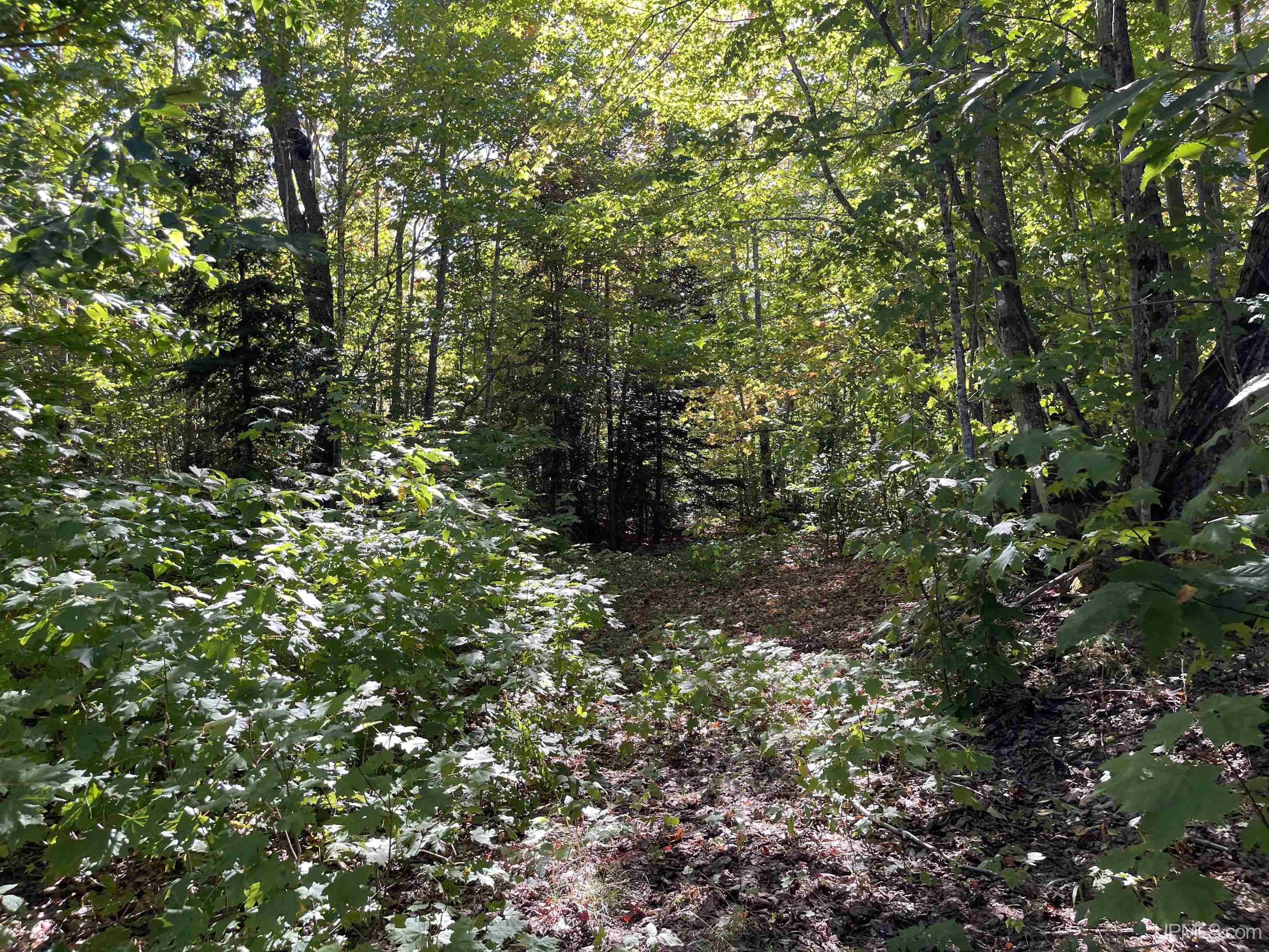 160 Acres Off H-58 Road Seney, MI 49883 - Photo 12 of 26