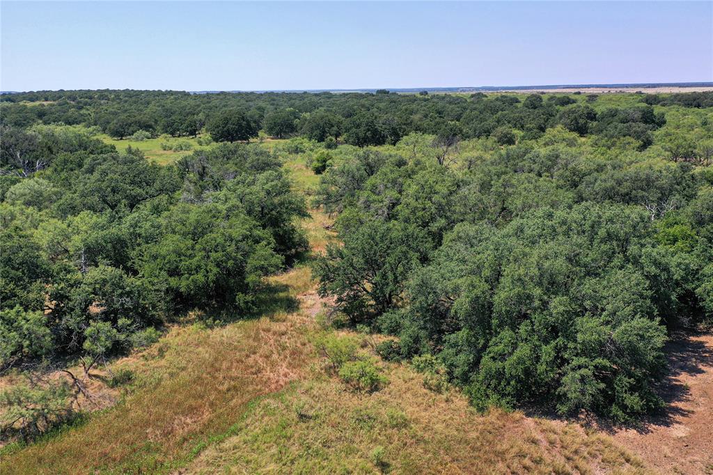 131.7-acres Roney Road Jacksboro, TX 76458 - Photo 26 of 40 a view of a forest with trees in the background