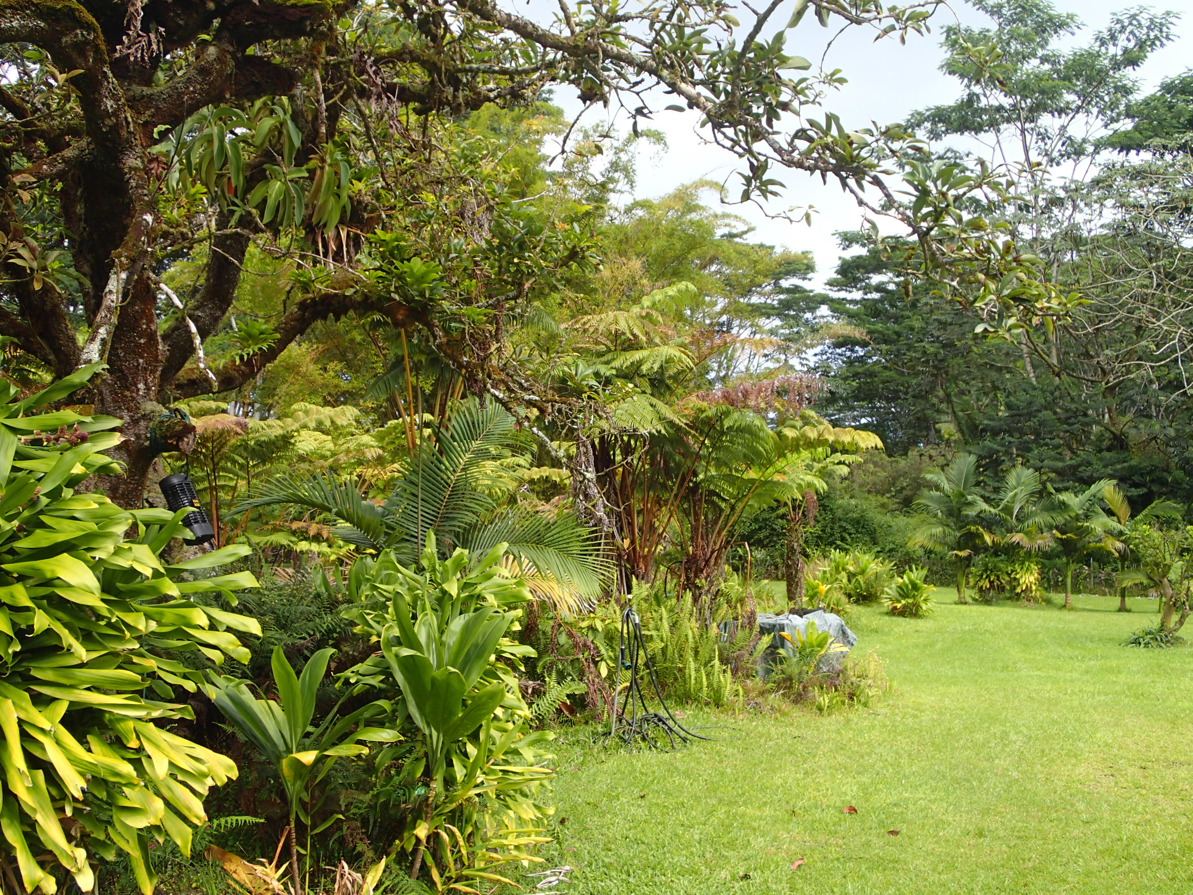 17-4100 Kukui Camp Road Kurtistown, HI 96760 - Photo 21 of 25 a view of a big yard