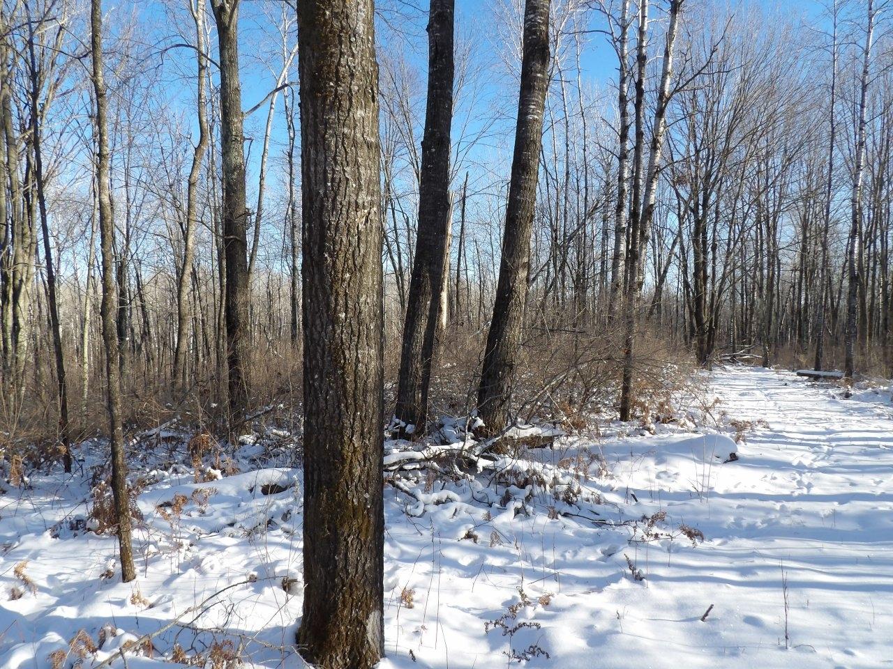8256 Squires Road Winter, WI 54896 - Photo 33 of 40 Gallery Image 33
