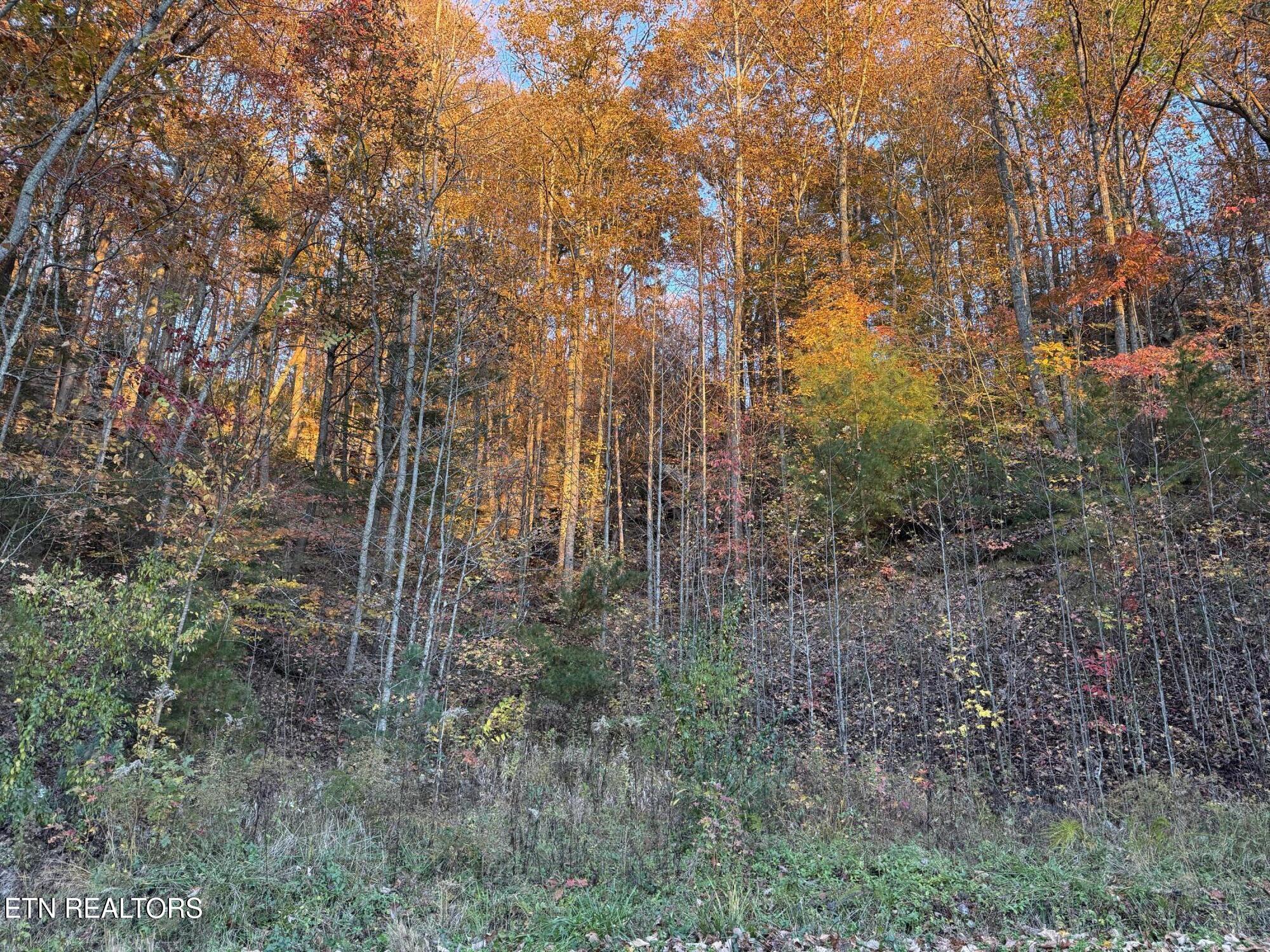 Big Ridge Road Oneida, TN 37841 - Photo 11 of 33 IMG_4984