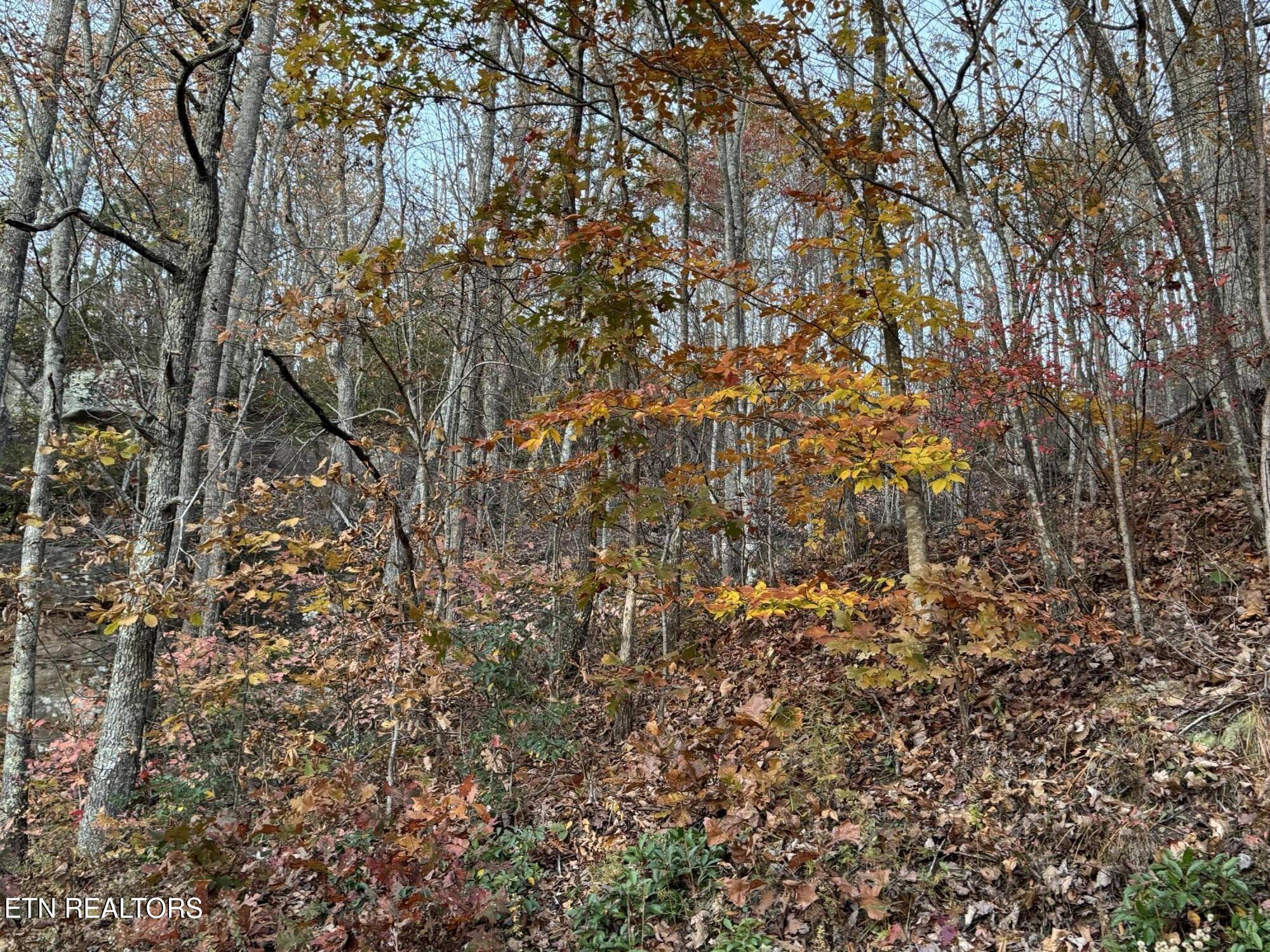 Big Ridge Road Oneida, TN 37841 - Photo 6 of 33 IMG_4989