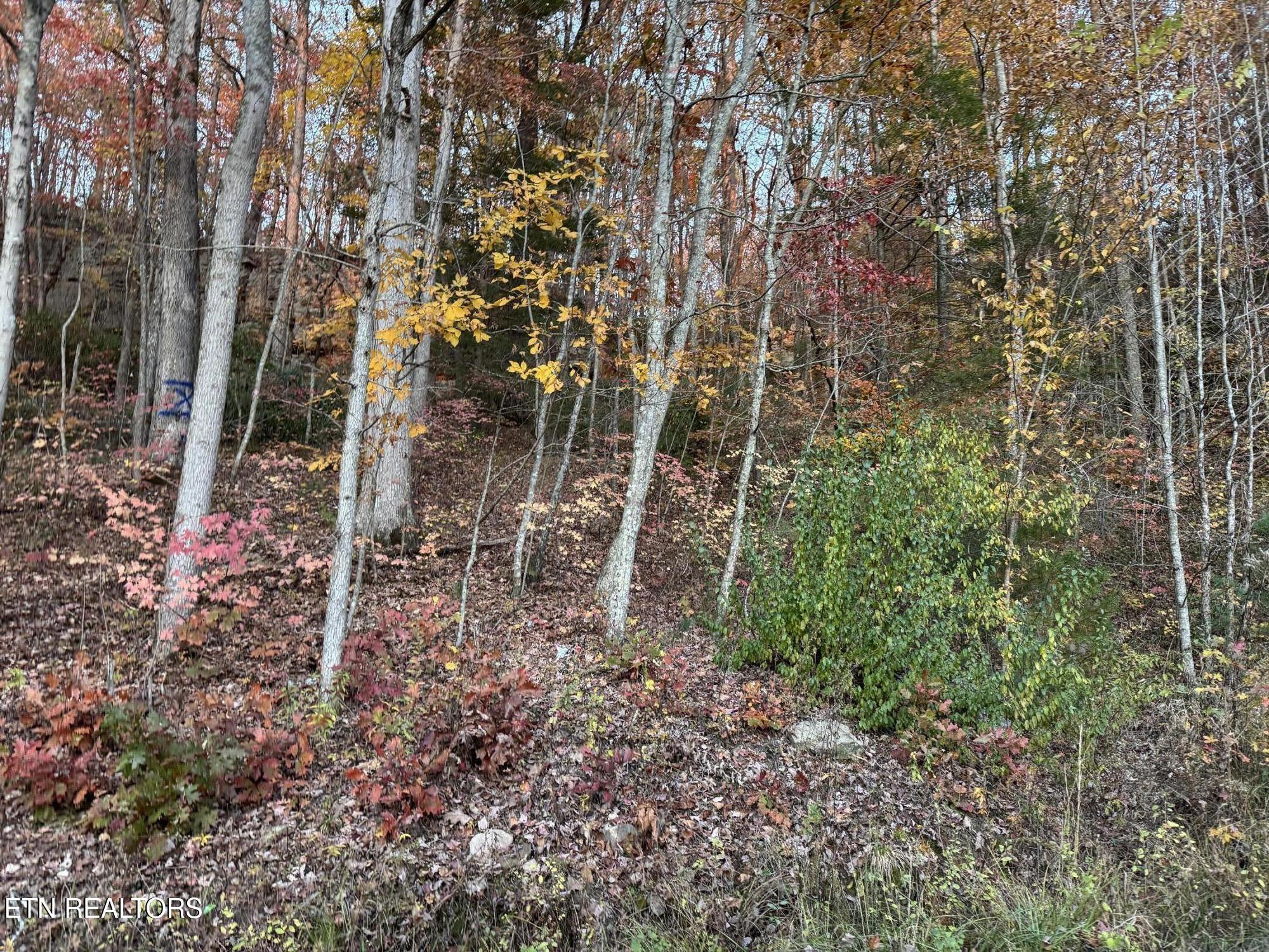 Big Ridge Road Oneida, TN 37841 - Photo 9 of 33 IMG_4986