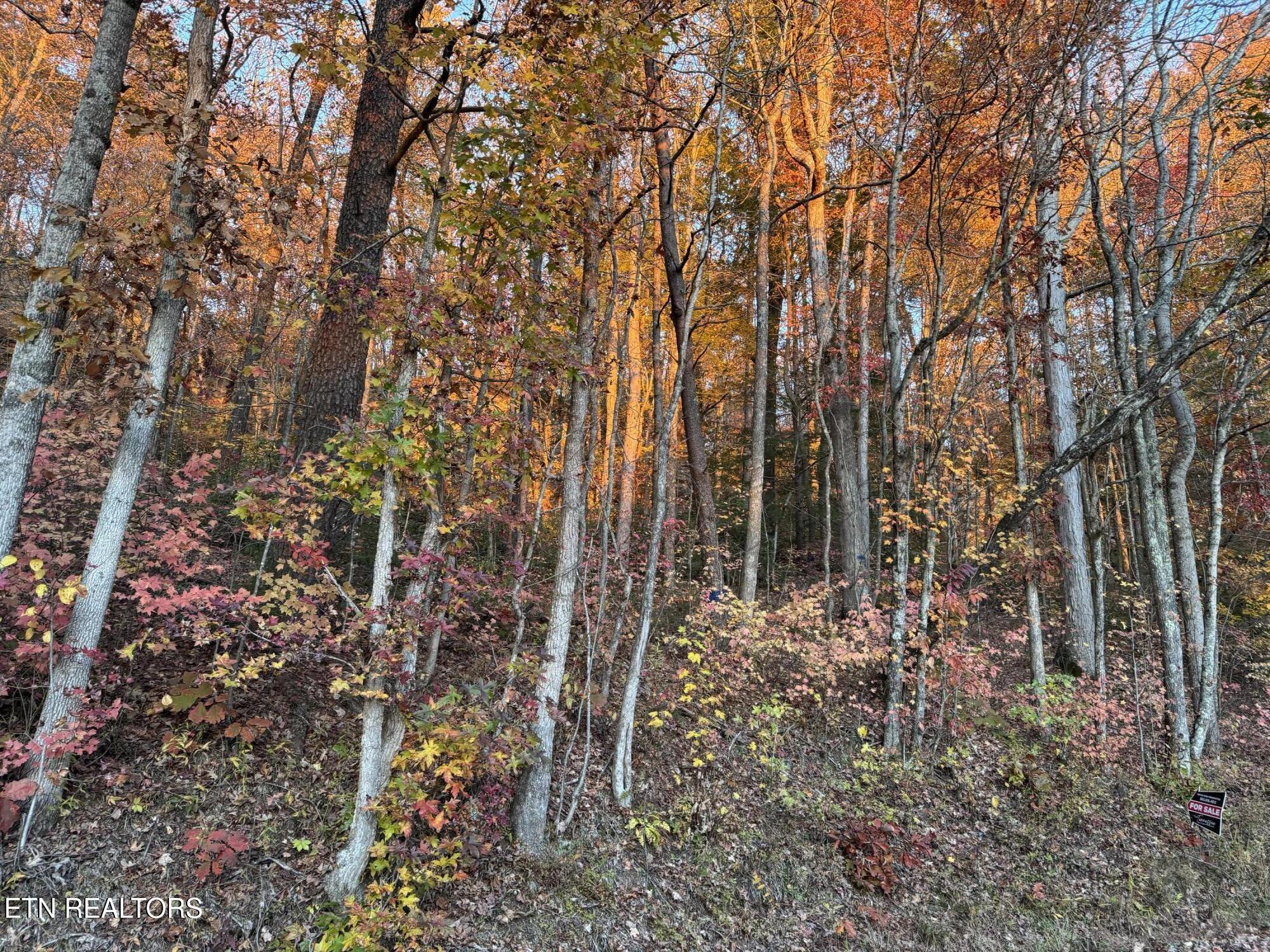 Big Ridge Road Oneida, TN 37841 - Photo 10 of 33 IMG_4985