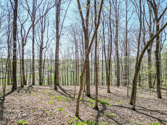 a backyard of a house with lots of tall trees