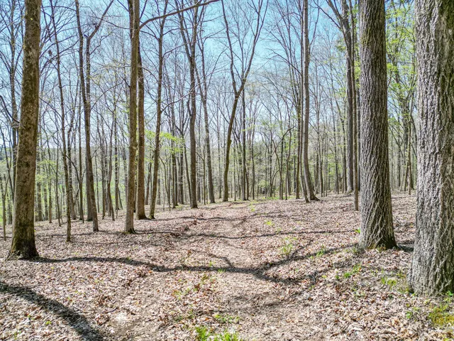 a view of a backyard with trees