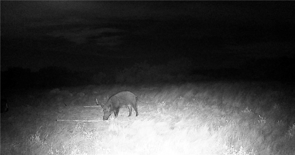 44 Ranch South Highway South San Diego, TX 78384 - Photo 3 of 10