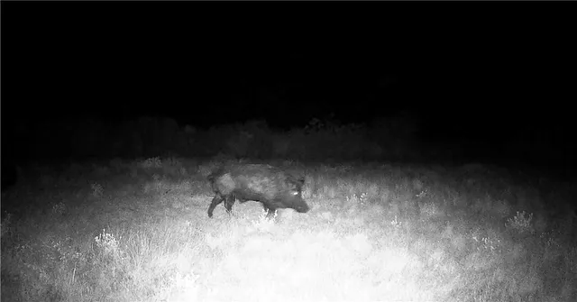 a view of a field with trees in background