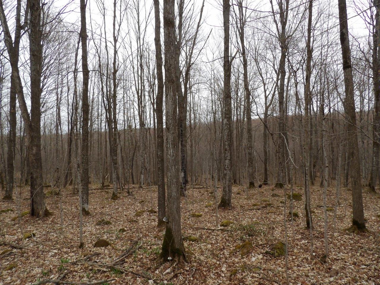On Tower Road Winter, WI 54896 - Photo 13 of 21 Gallery Image 13