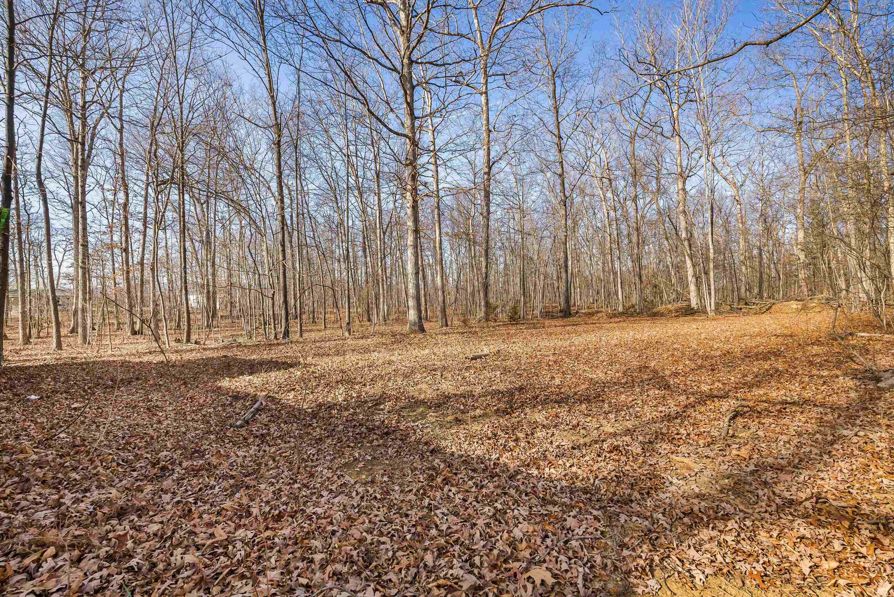 2851 Thoroughfare Road Elkton, VA 22827 - Photo 26 of 41 a view of a yard with large trees