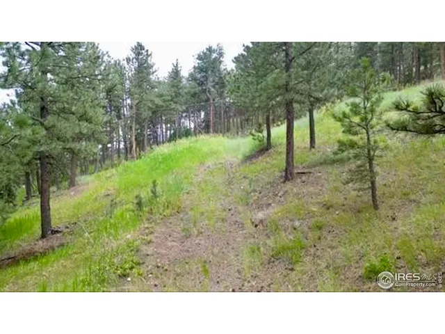 a open area with trees in the background