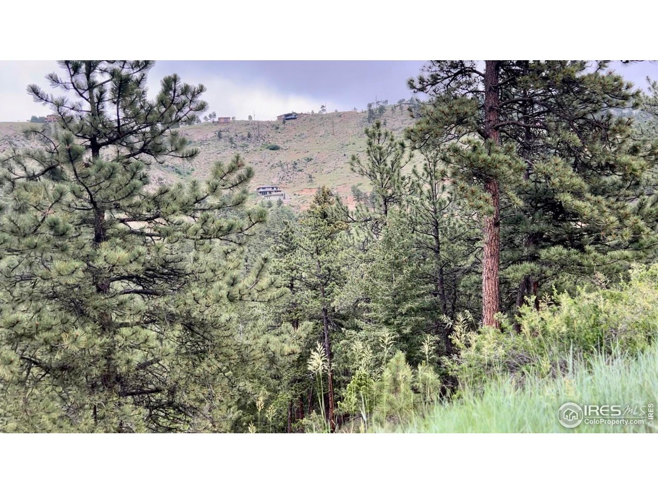 375 Arroyo Chico Boulder, CO 80302 - Photo 32 of 42 Towering pines and old-growth trees-this is nature, untouched and awaiting your vision.