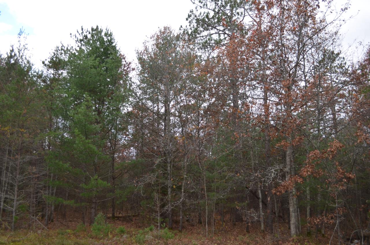 8 Ralph Lane Tomahawk, WI 54487 - Photo 1 of 7 Gallery Image 1