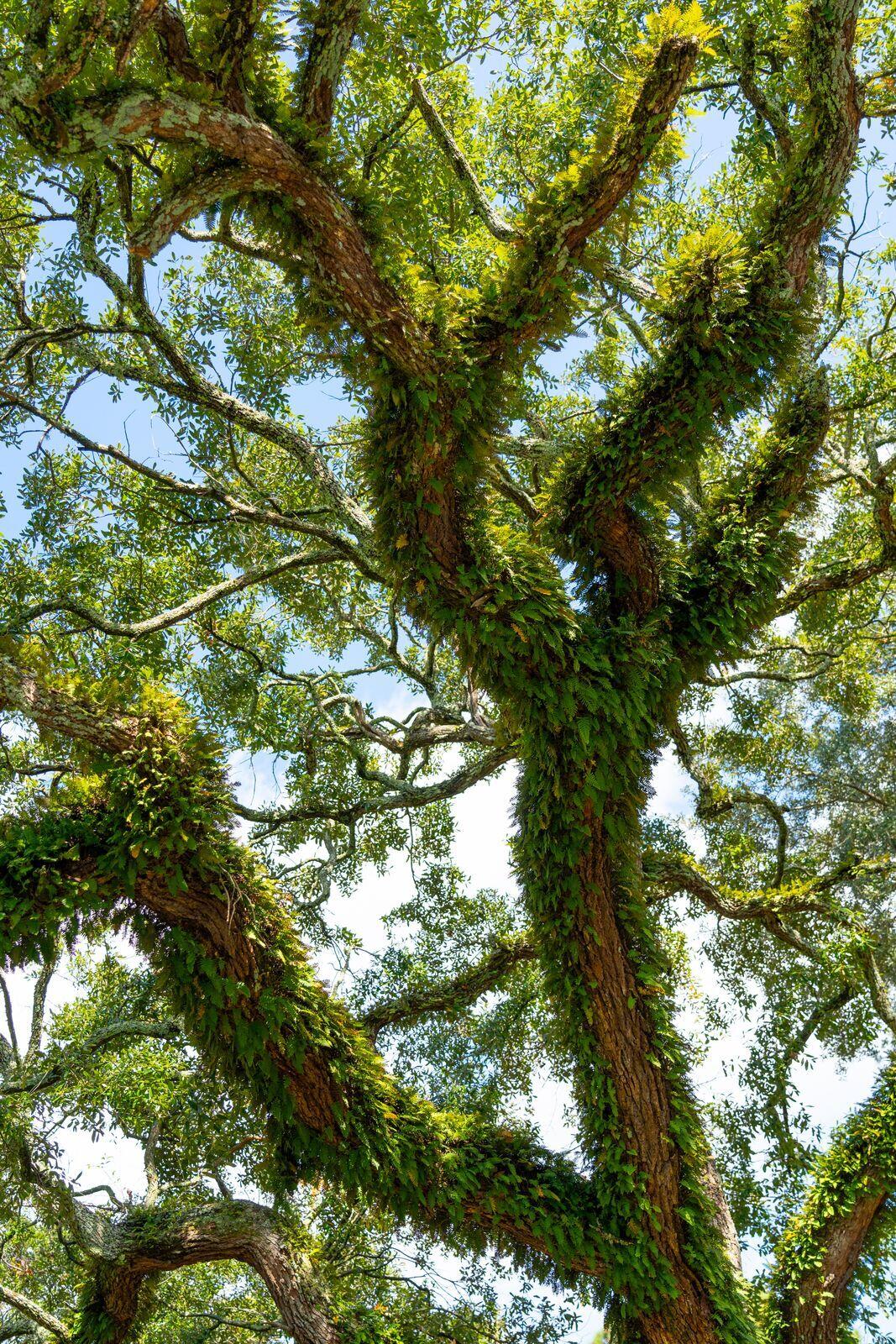 431 Magnolia Road Charleston, SC 29407 - Photo 53 of 61 Grand Oak Tree