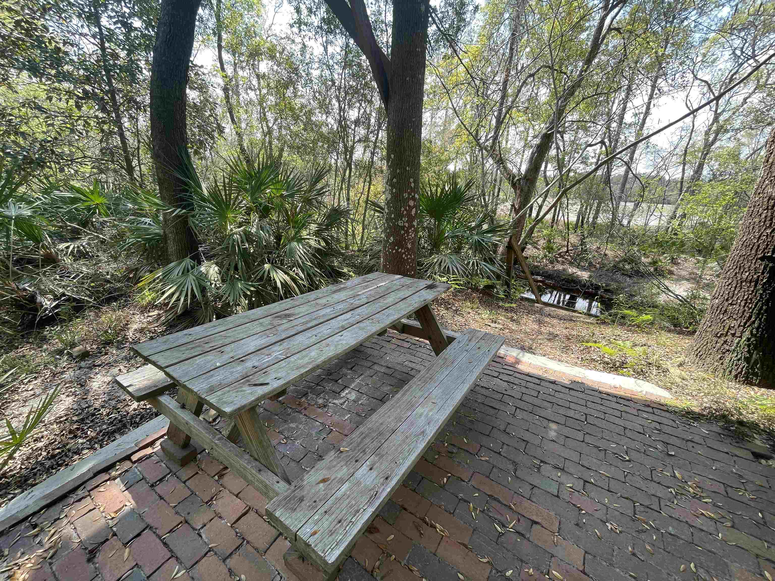 253 Persimmon Road Sopchoppy, FL 32358 - Photo 22 of 56