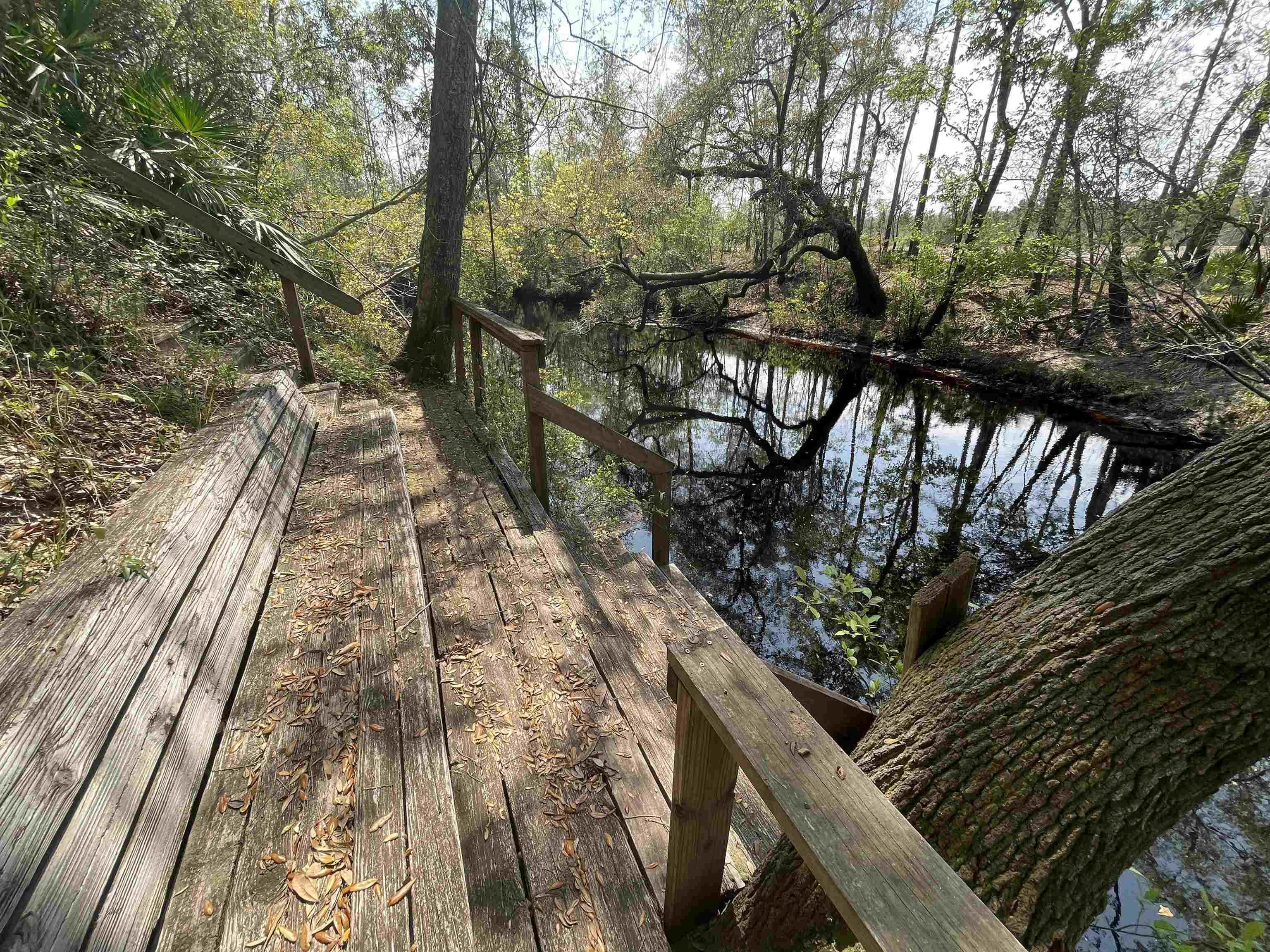 253 Persimmon Road Sopchoppy, FL 32358 - Photo 31 of 56