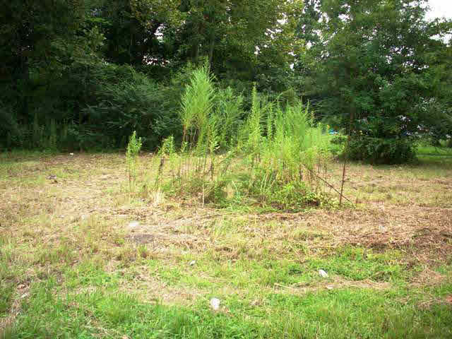 7 Fennell Street Atmore, AL 36502 - Photo 1 of 11