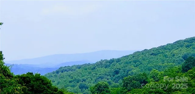 a view of a lush green forest