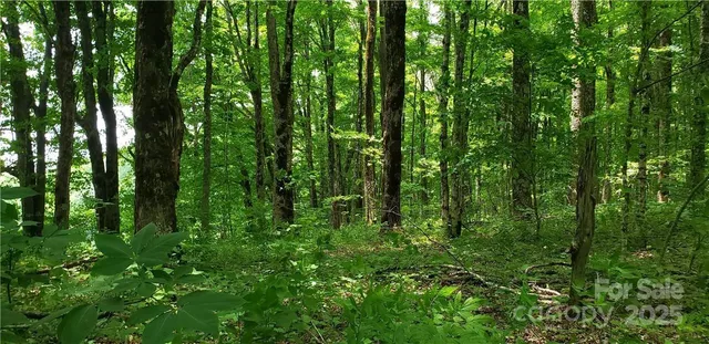 a view of a yard with plants and large trees
