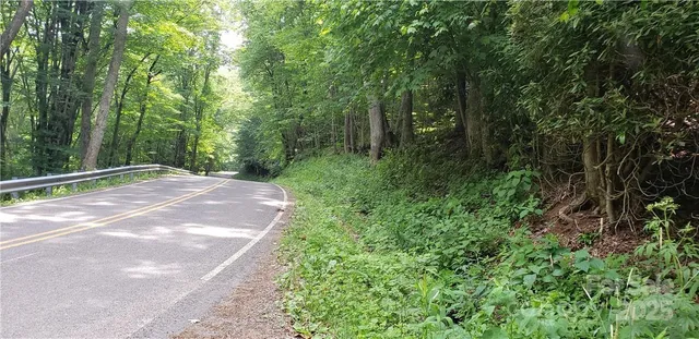 a view of a lush green forest
