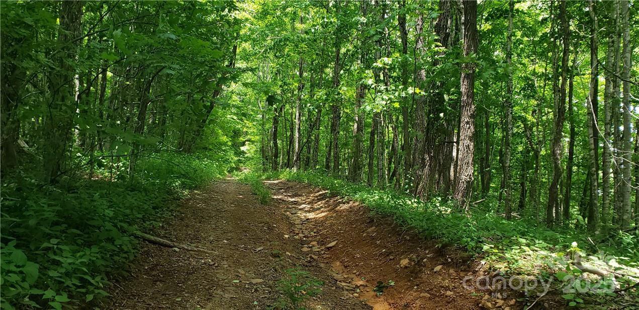0 Cow Camp Road Newland, NC 28657 - Photo 14 of 19 a view of a lush green forest