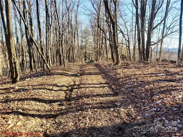 a view of trees in a backyard