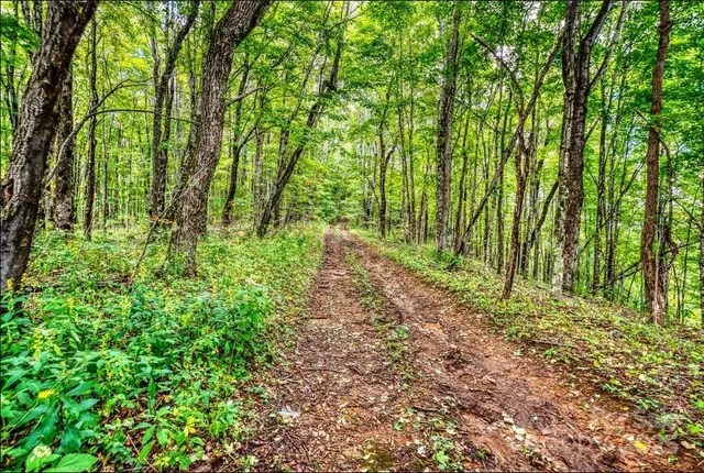 a big yard with lots of green space and trees