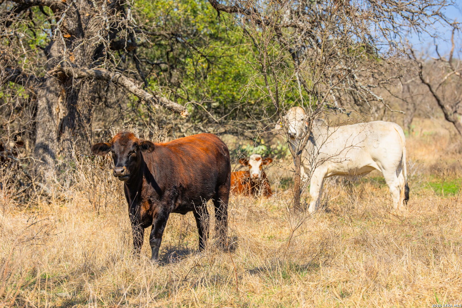 3722 Ranch Road 2241 Llano, TX 78643 - Photo 27 of 41 a view of a yard