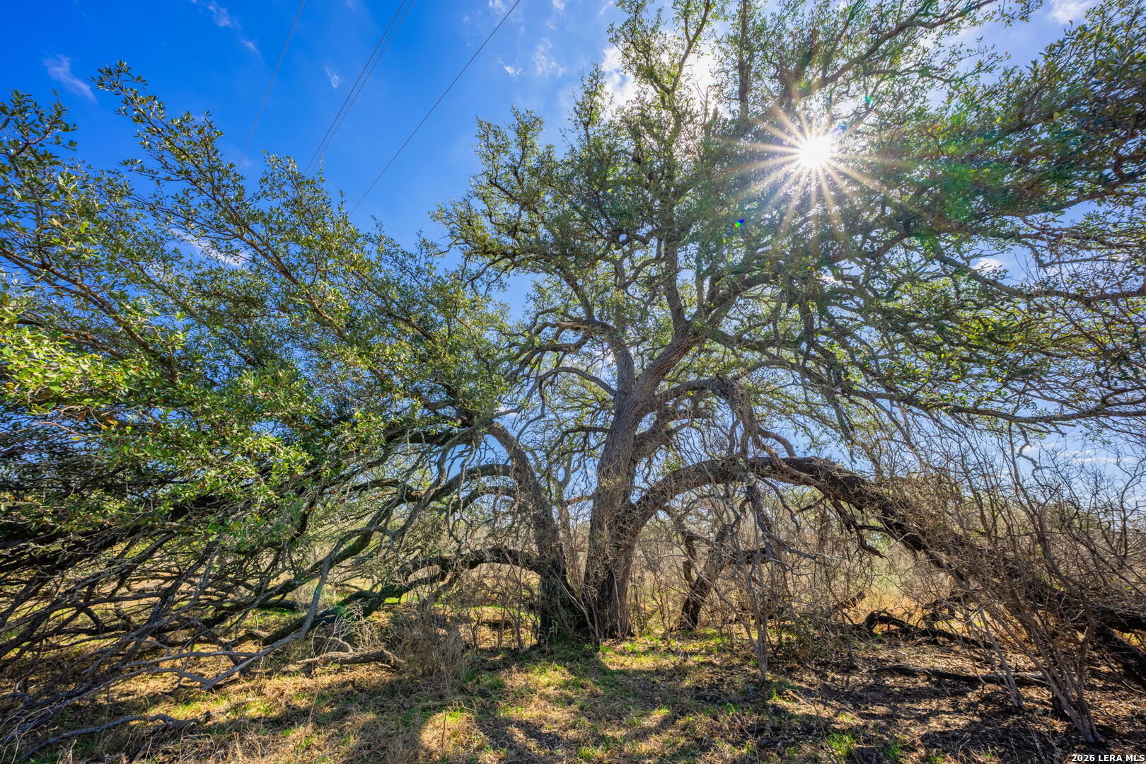 3722 Ranch Road 2241 Llano, TX 78643 - Photo 28 of 41 a view of tree