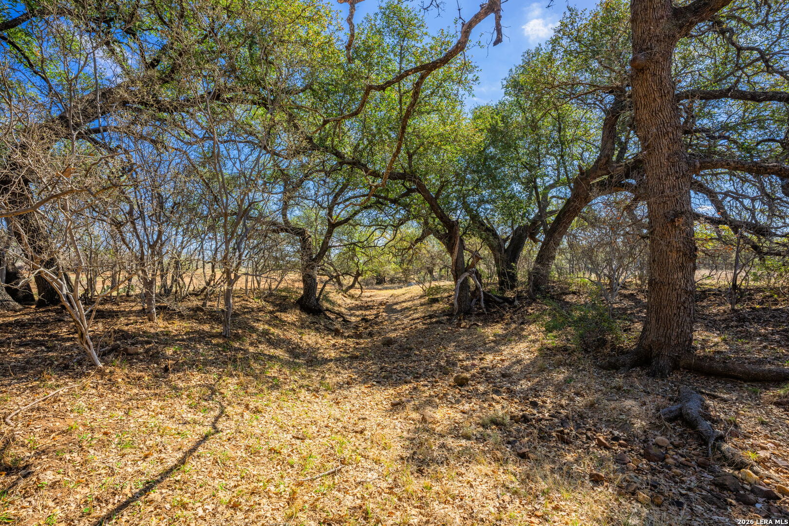 3722 Ranch Road 2241 Llano, TX 78643 - Photo 32 of 41 a view of a yard with plants and trees