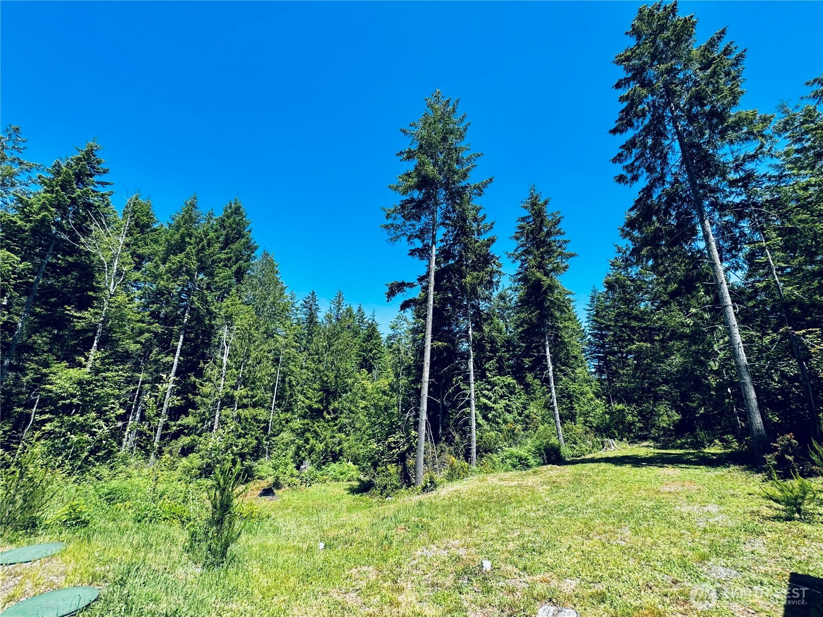 401 East Sunset Ridge Road Union, WA 98592 - Photo 35 of 37 a view of a trees with a yard