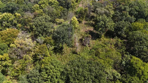 a view of a forest with a houses