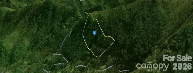 a view of a lush green forest