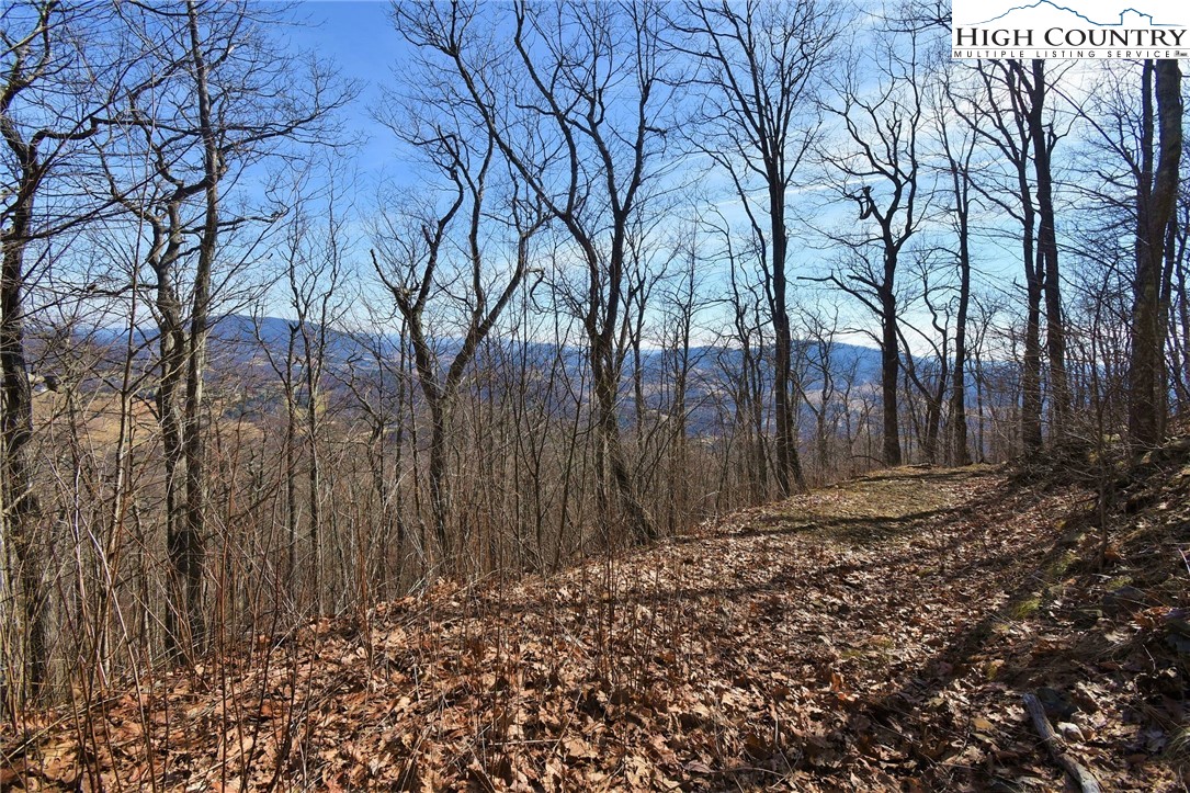Big Tree Road West Jefferson, NC 28694 - Photo 3 of 7 Gallery Image 3