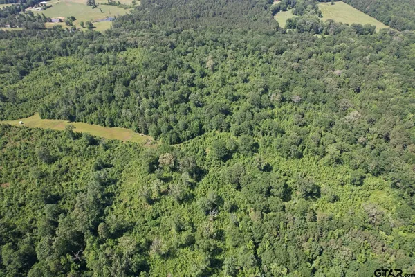 a view of a forest with a tree