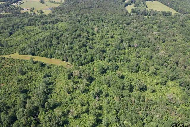 a view of a forest with a tree