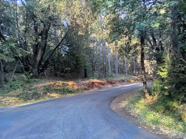 a view of a yard with large trees