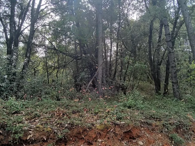 a view of a forest with trees in the background
