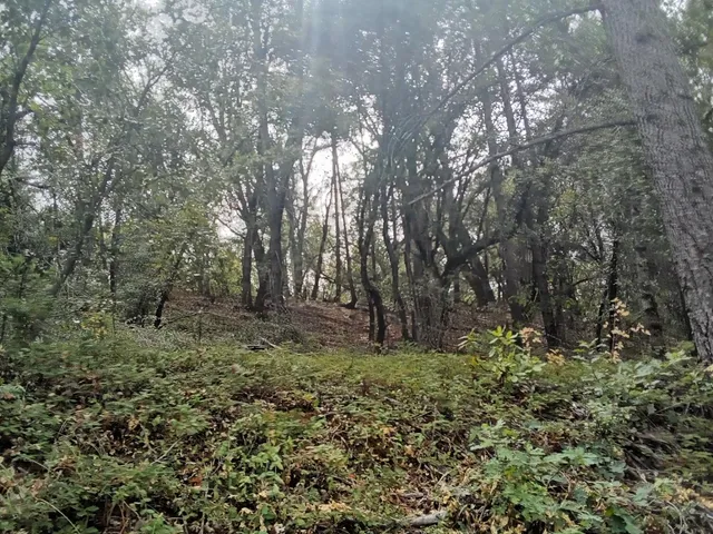 a view of a forest with trees