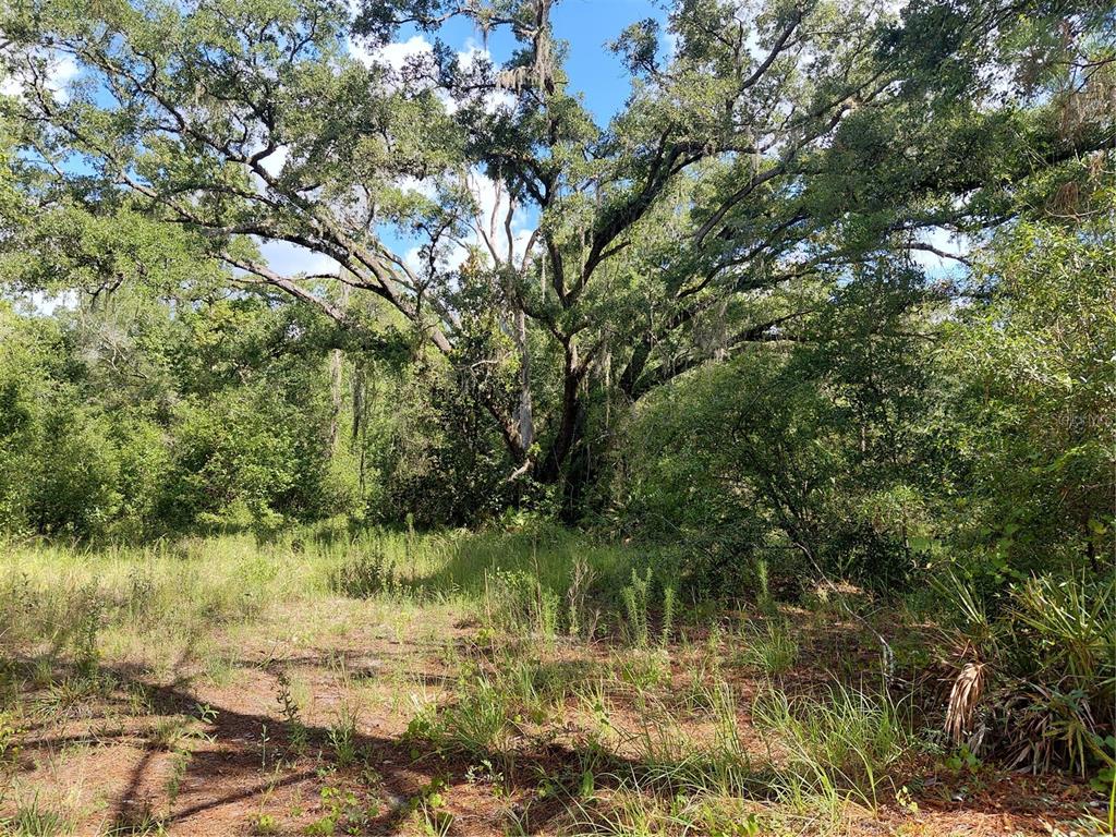 Pinon Drive Webster, FL 33597 - Photo 5 of 19