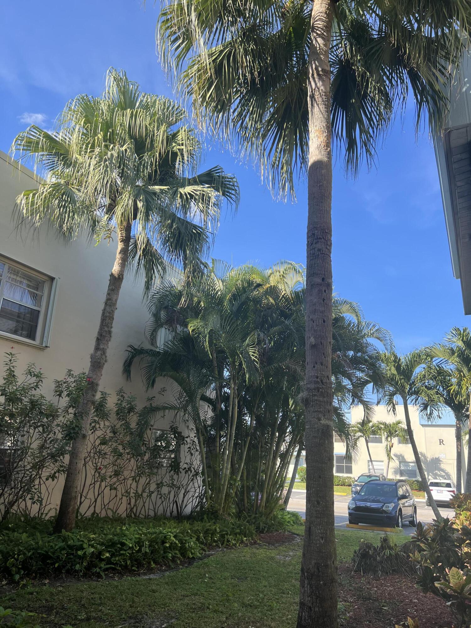 886 Flanders South Delray Beach, FL 33484 - Photo 6 of 41 a view of a palm tree next to a yard