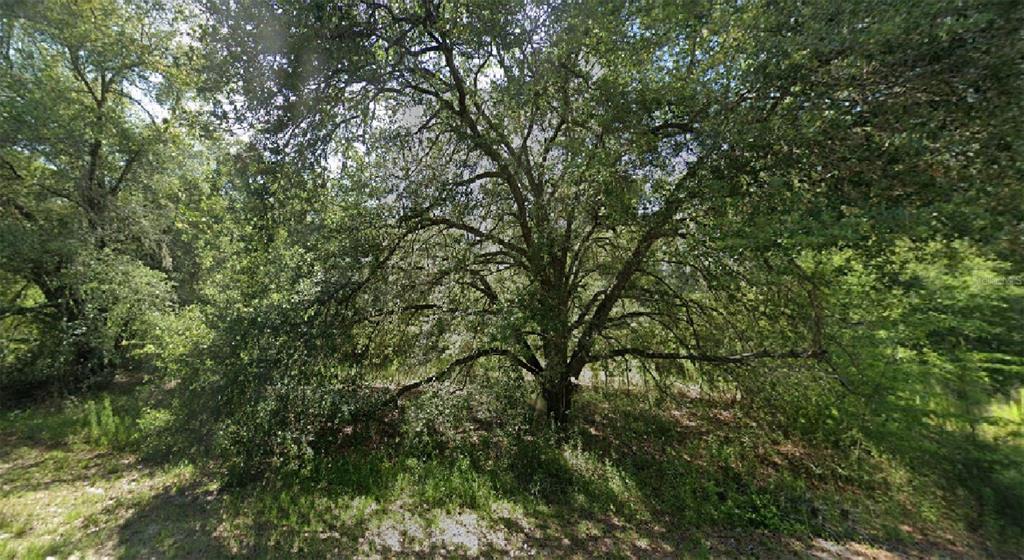 Guava Ocklawaha, FL 32179 - Photo 1 of 1