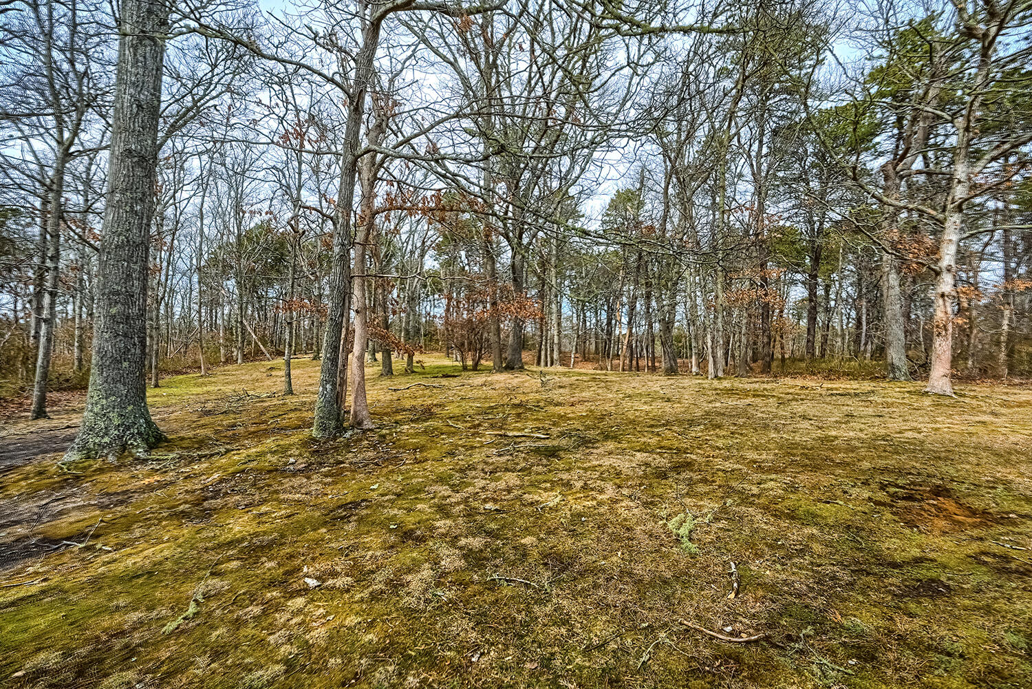 277 Satucket Road Brewster, MA 02631 - Photo 33 of 38 15_Backyard_DSC_4908